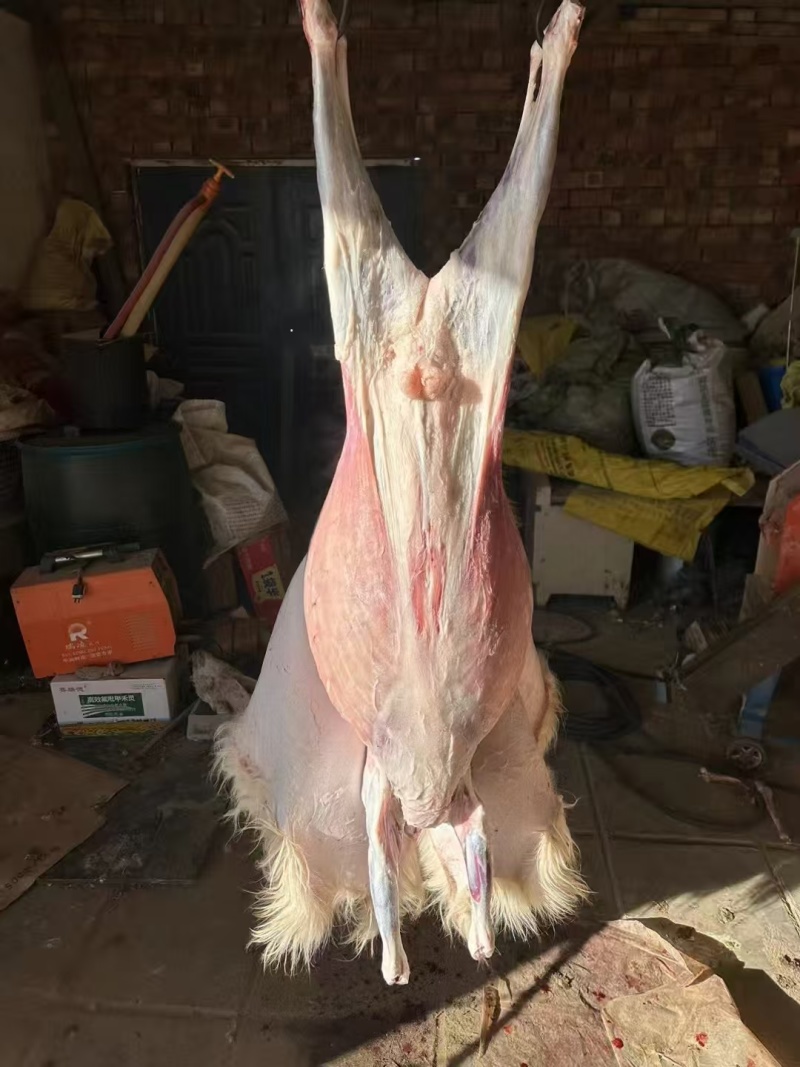 内蒙羊肉山羊肉鲜嫩多汁无膻味内蒙牧场直供羊肉品质保证