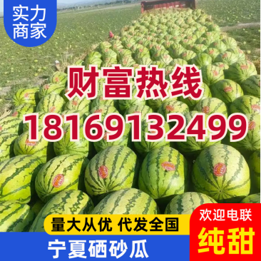 宁夏西瓜/硒砂瓜/石头瓜/金城系列/金花系列全国代发保熟
