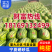 宁夏西瓜/硒砂瓜/石头瓜/金城系列/金花系列全国代发保熟