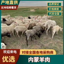绵羊肉内蒙羊肉草原羊肉肉质紧实鲜嫩不喂饲料添加剂