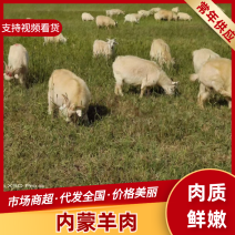 内蒙羊肉山羊肉鲜嫩多汁无膻味内蒙牧场直供羊肉品质保证
