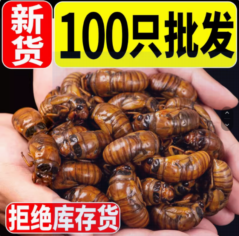 活知了猴新鲜2025活体金蝉冷冻结了龟爬叉猴非即食蚕蝉蛹