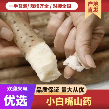 (推荐)河北小白嘴山药，铁棍山药，产地直供，量大质优，