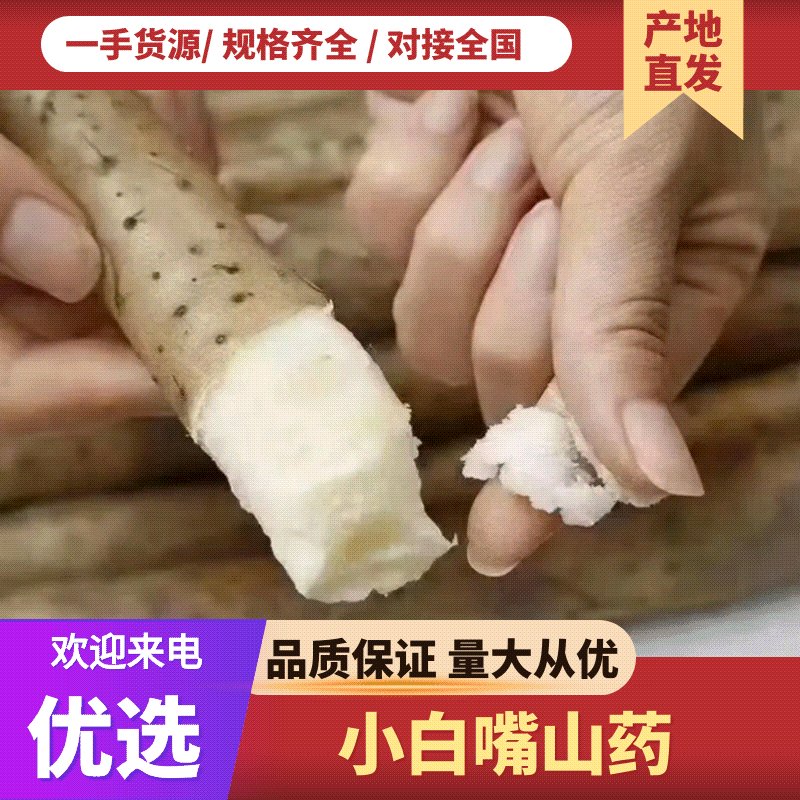 (推荐)河北小白嘴山药，铁棍山药，产地直供，量大质优，