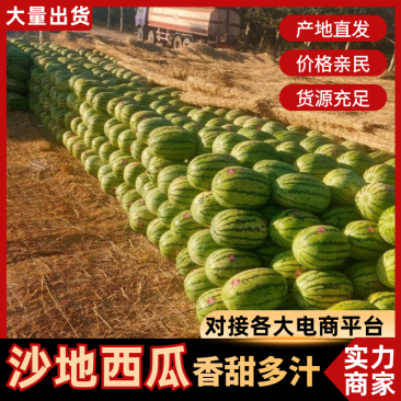 沙地西瓜精品西瓜产地一手货源量大优惠对接全国市场