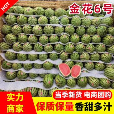 金花6号西瓜金花系列产地直供瓜甜皮薄量大从优