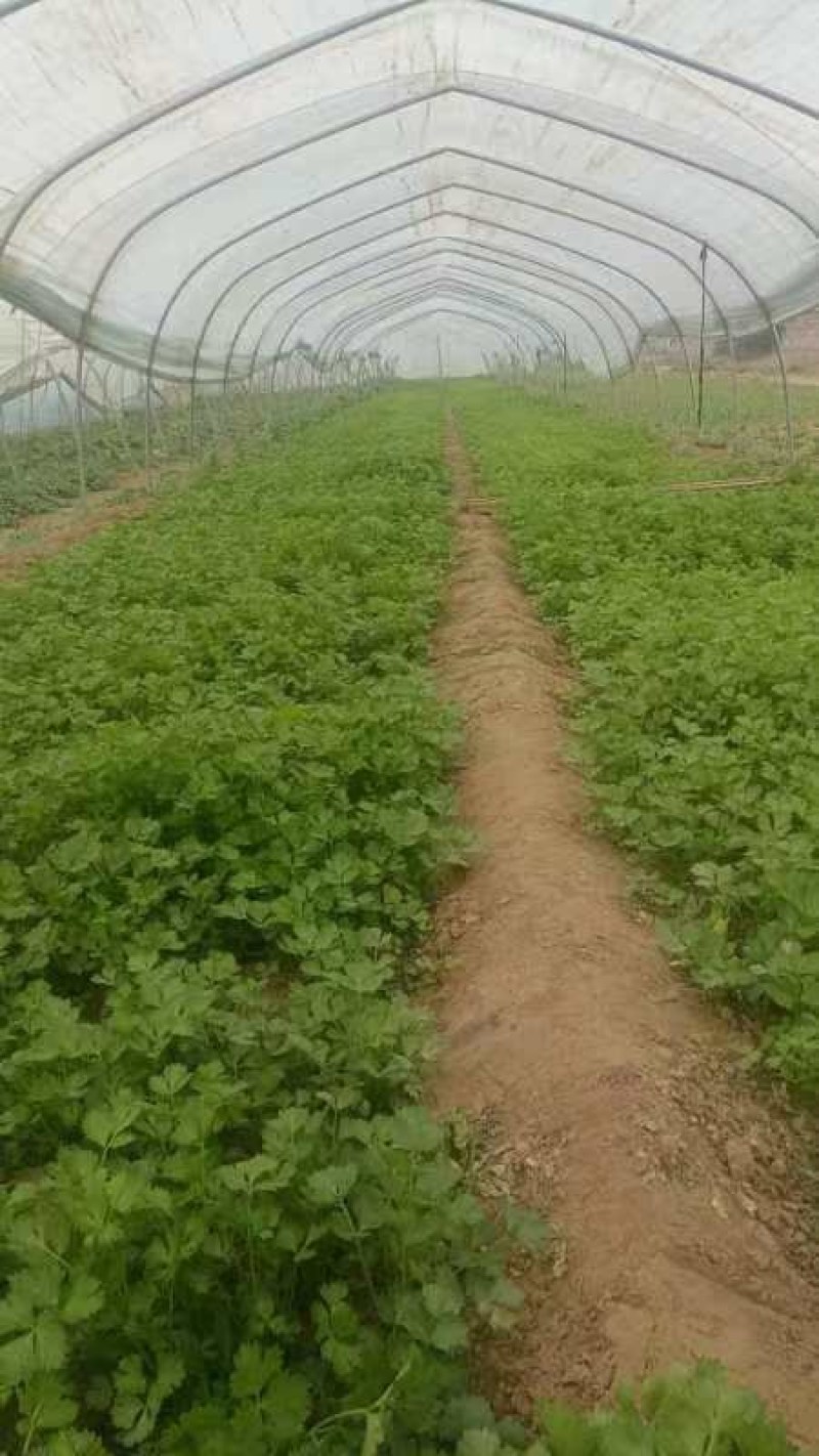 【推荐】法国皇后芹菜苗大量现苗，一级苗，易成活，欢迎咨询