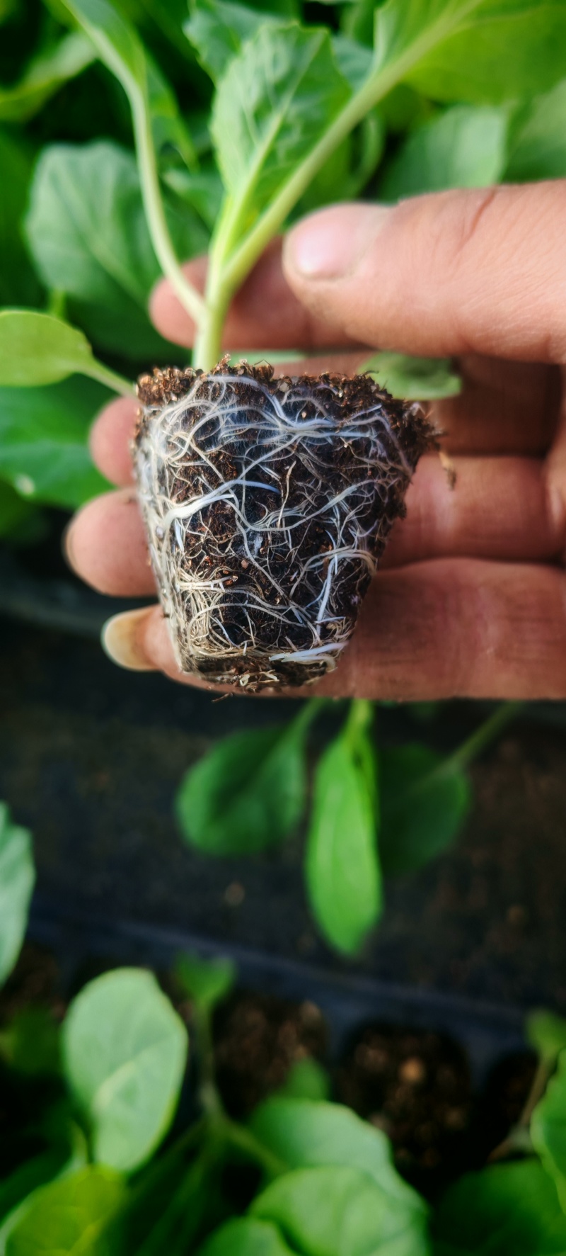 精品甘蓝苗，结球稳定，高抗叶斑病，产量高，免费技术指导