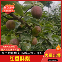 【精品红香酥梨】新疆产地直发，口感脆甜价格实惠，欢迎来电