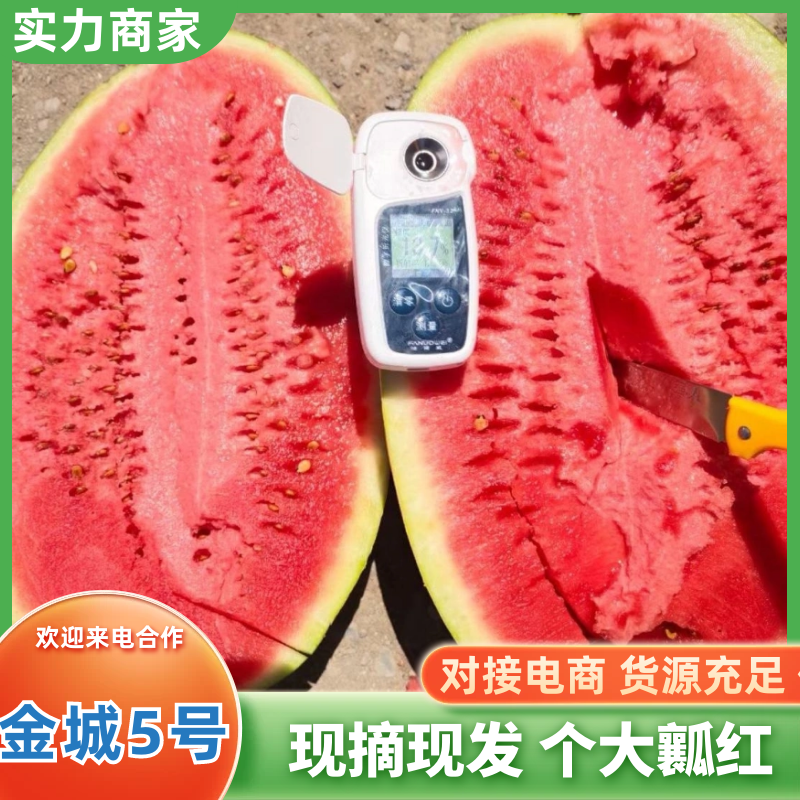 🅰金城5号西瓜精品西瓜质量三包量大优惠全国发货