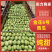 🅰金花6号西瓜精品西瓜产地直供皮亮型好包熟包甜
