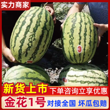 🅰金花1号西瓜金花系列产地直发保质保量对接全国