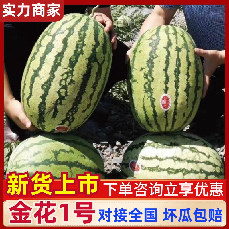 🅰金花1号西瓜金花系列产地直发保质保量对接全国