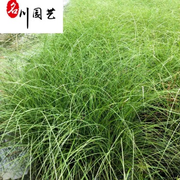 细叶芒基地直供20-60公分细叶芒批发花境花坛观赏草