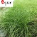 细叶芒基地直供20-60公分细叶芒批发花境花坛观赏草