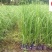 细叶芒基地直供20-60公分细叶芒批发花境花坛观赏草