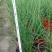 细叶芒基地直供20-60公分细叶芒批发花境花坛观赏草