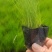 细叶针茅杯苗批发墨西哥羽毛草基地直销花境湿地绿化观赏