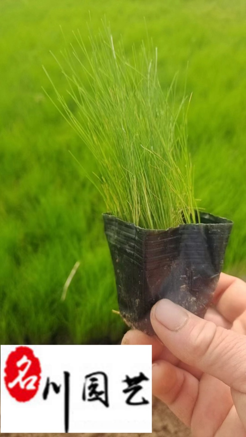 细叶针茅杯苗批发墨西哥羽毛草基地直销花境湿地绿化观赏