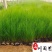 细叶针茅杯苗批发墨西哥羽毛草基地直销花境湿地绿化观赏