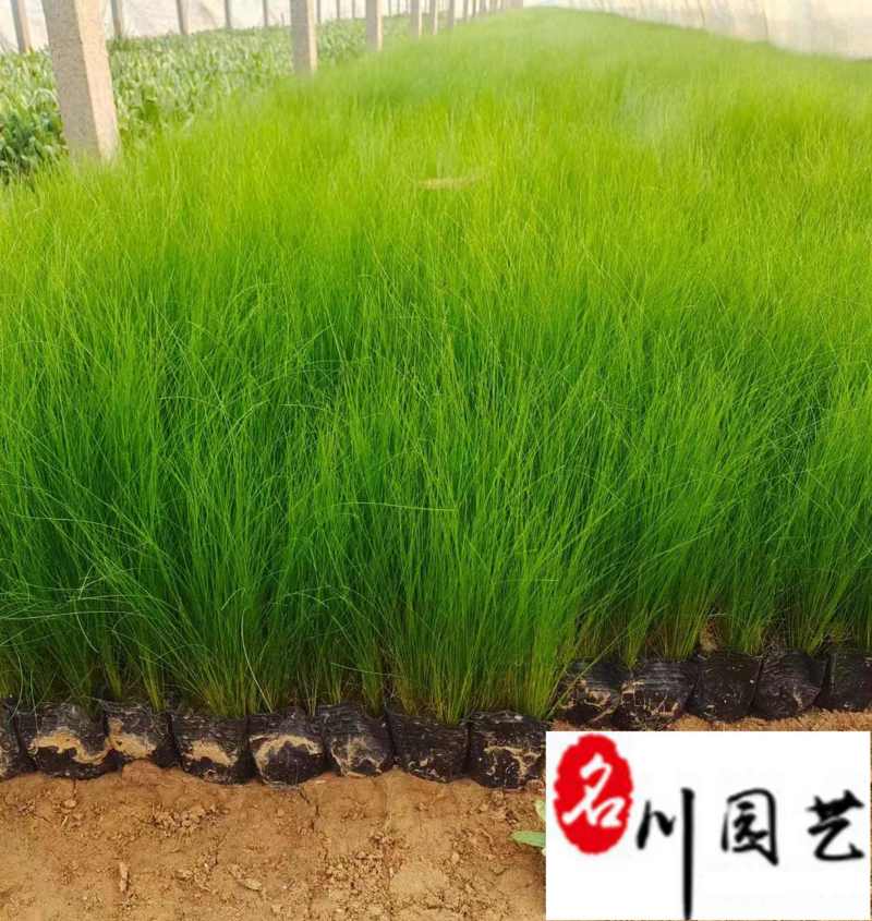 细叶针茅杯苗批发墨西哥羽毛草基地直销花境湿地绿化观赏