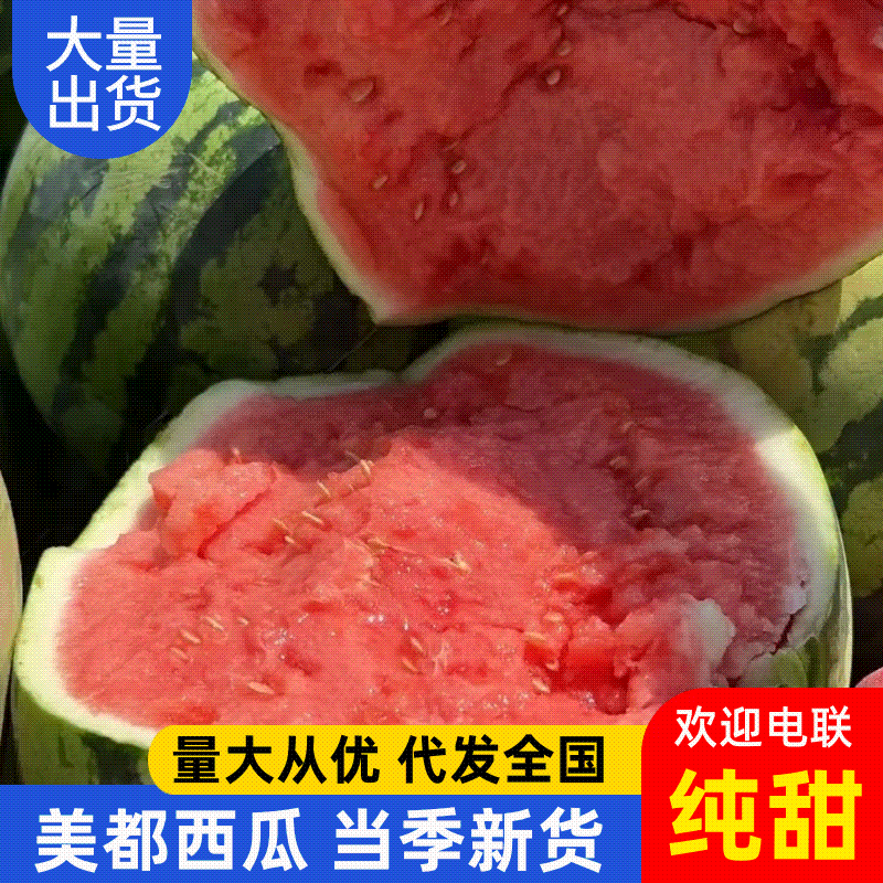 西瓜美都西瓜大量上市，皮薄瓜红味甜，对接市场