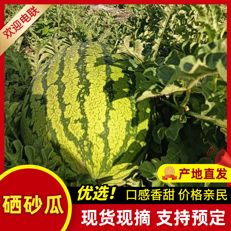 西瓜，宁夏硒砂瓜，石头瓜，大吨位皮薄瓤红耐运输