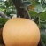 圆黄梨品质保证服务周到产地直发价格美丽