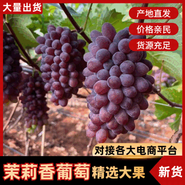 平邑精品茉莉香葡萄口感香甜软糯色泽鲜艳全国支持视屏看货