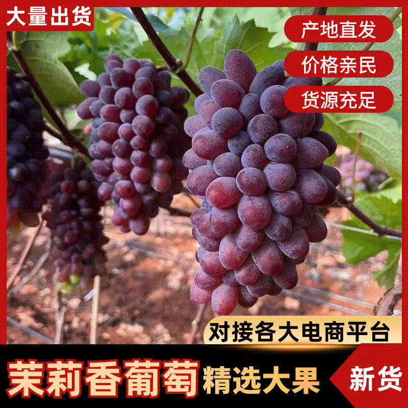 平邑精品茉莉香葡萄口感香甜软糯色泽鲜艳全国支持视屏看货