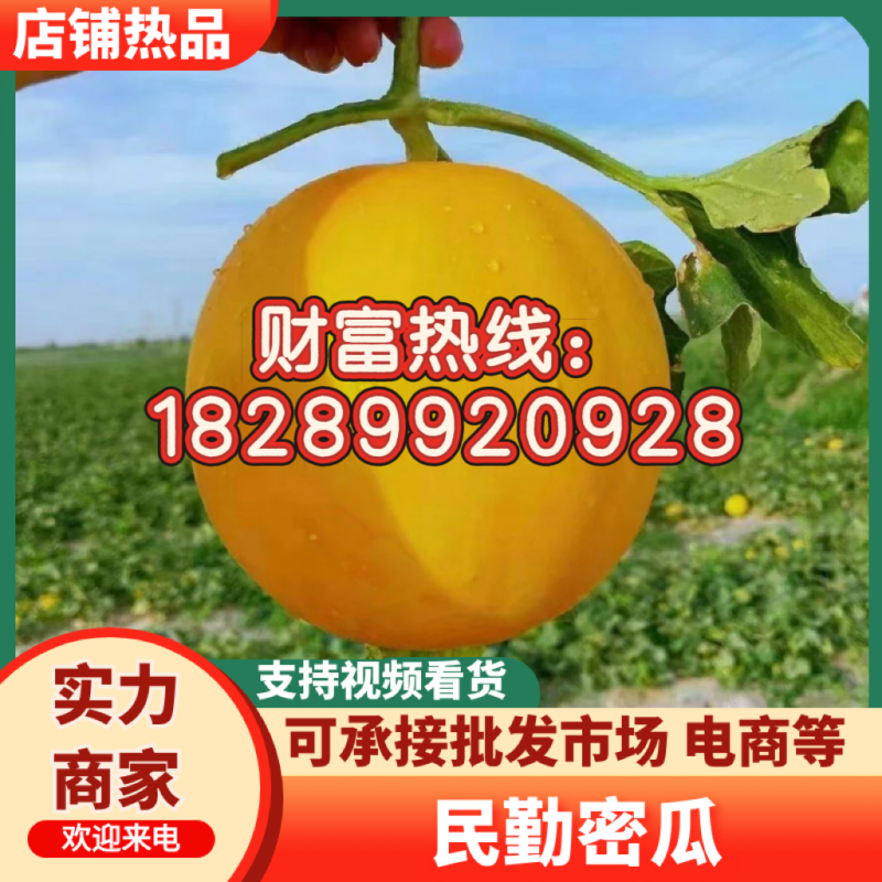 民勤密瓜，甘肃民勤金红宝，可承接批发市场电商