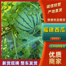 福建美都西瓜麒麟美都西瓜红心瓜，黄金瓜，花皮瓜、黑皮瓜