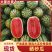 西瓜宁夏硒砂瓜，新瓜大量上市，品质优良，甜度佳，欢迎咨询