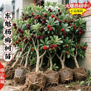 江西2年生晚熟白杨梅苗批发赣州早熟大黑炭杨梅大杯苗