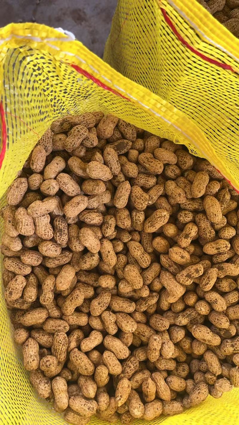 【鲜花生】广东湛江鲜花生产地直发对接商超市场