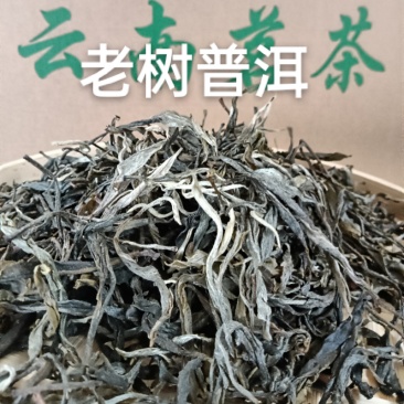 普洱晒青茶