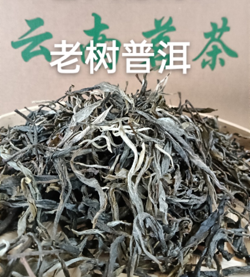 普洱晒青茶