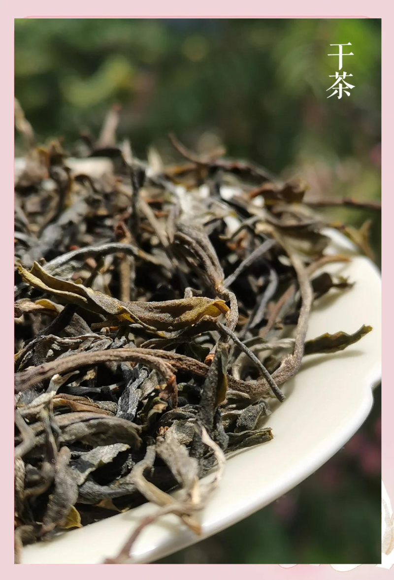 普洱晒青茶