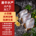精品小白鲳3-4两全国可发价格透明工厂直销