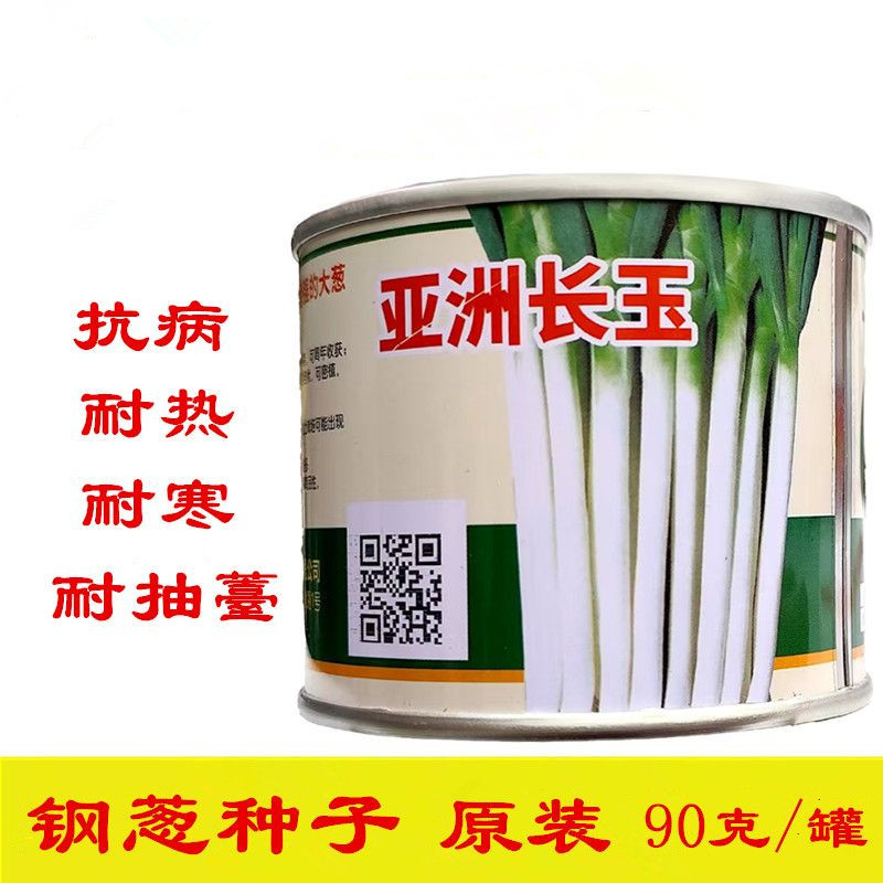 亚洲长玉钢葱种子90g耐抽薹叶片厚纲葱种子铁杆大葱种