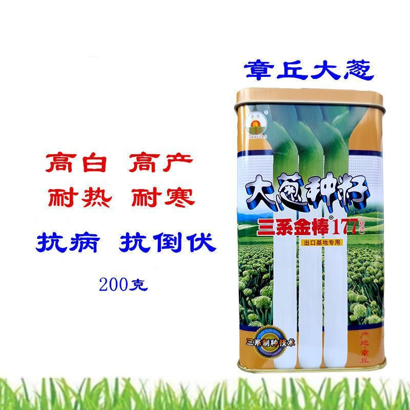 章丘大葱种子200g三系金棱177大梧桐大葱种子