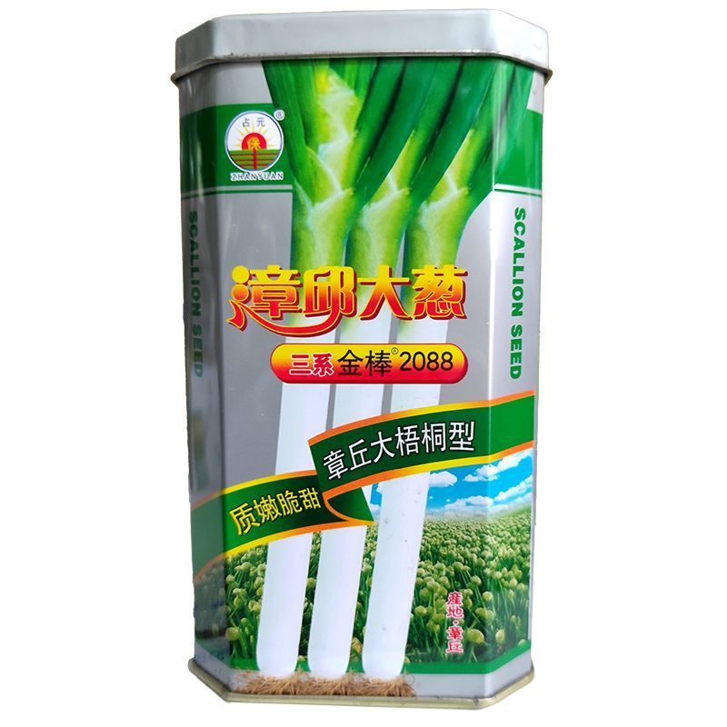 章丘大葱种子200g三系金棒章丘大梧桐大葱种子