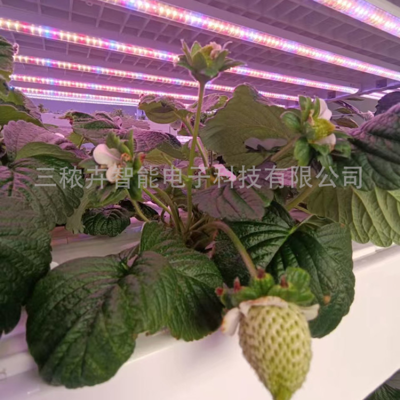 30W-大棚草莓补光灯