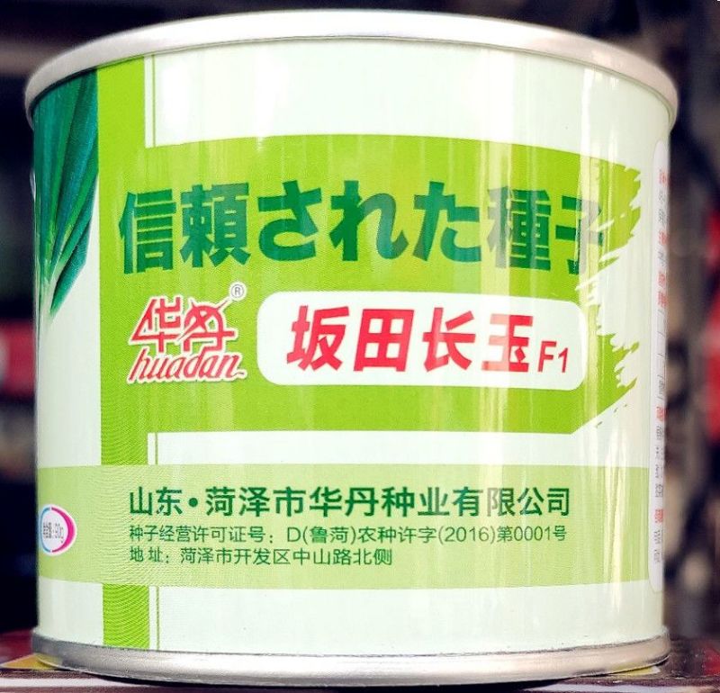 长玉纲葱种子90g大葱种子抗病抗寒抗倒不分权