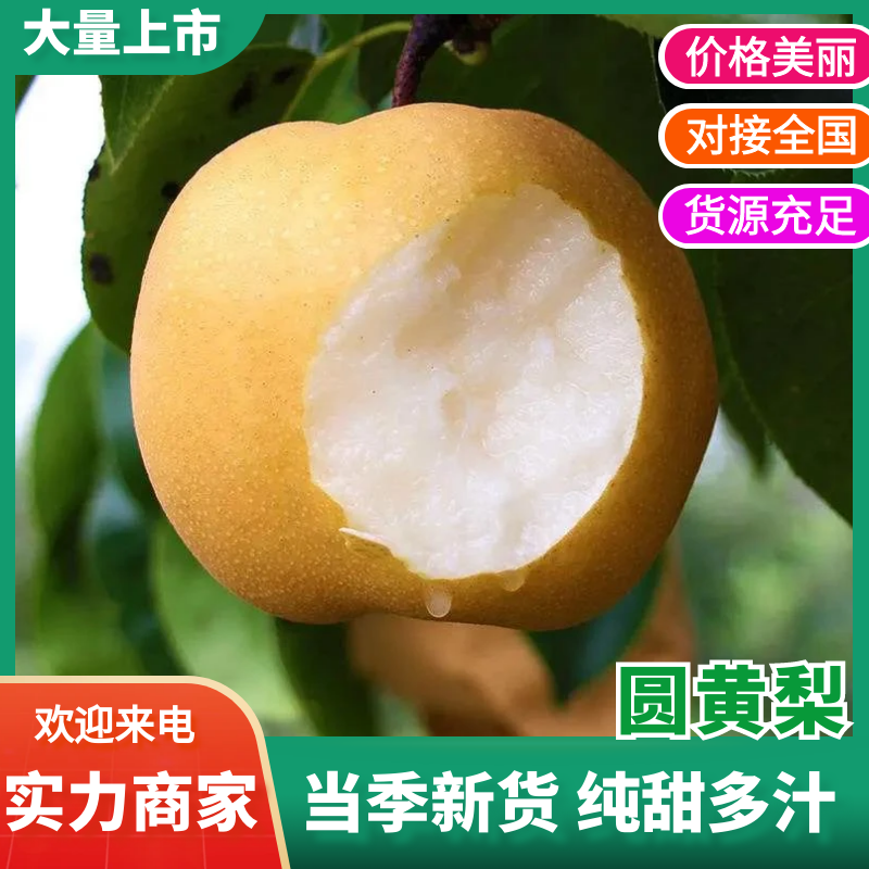 圆黄梨砀山梨安徽圆黄梨脆甜多汁量大优惠对接全国