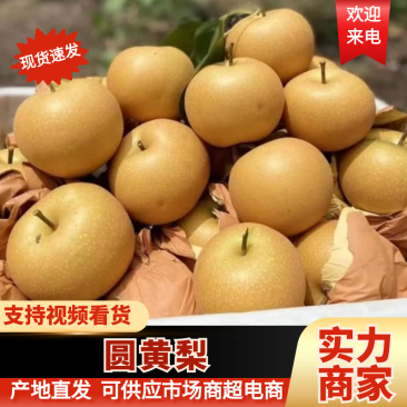 《热卖中》安徽砀山圆黄梨，秋月梨，多汁脆甜代发全国