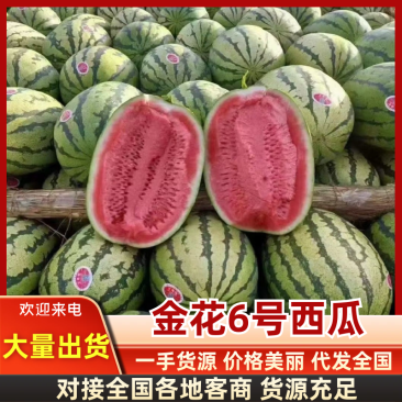 金花6号西瓜宁夏西瓜产地直发甘甜爽口代发全国等