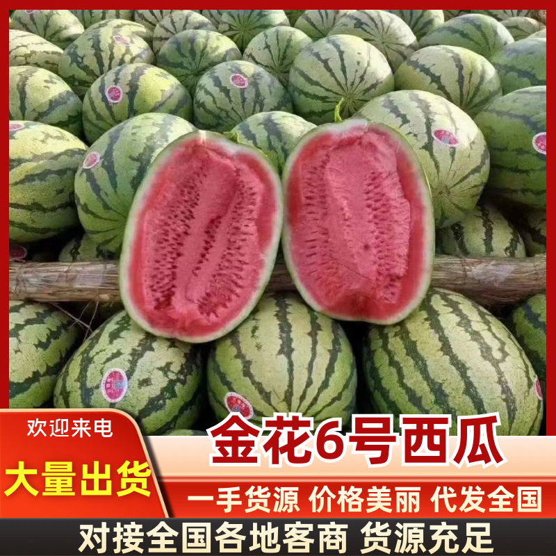 金花6号西瓜宁夏西瓜产地直发甘甜爽口代发全国等