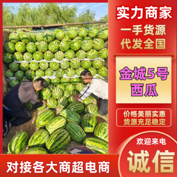 金城5号西瓜宁夏西瓜产地直发一手货源皮薄瓜甜