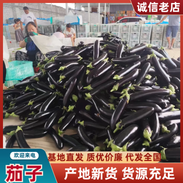 山西精品茄子源头产地全国可发量大质优价格优惠欢迎来电